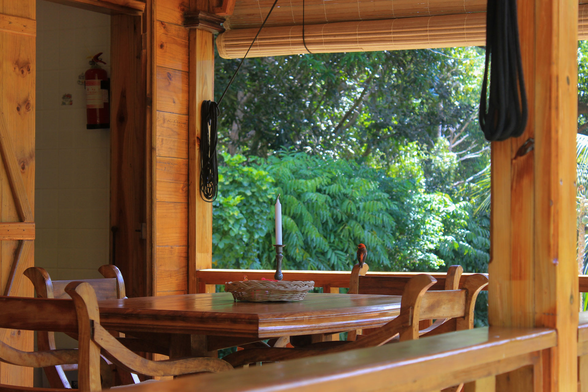 Vogel auf der Veranda im Chalet Kokoleo auf La Digue