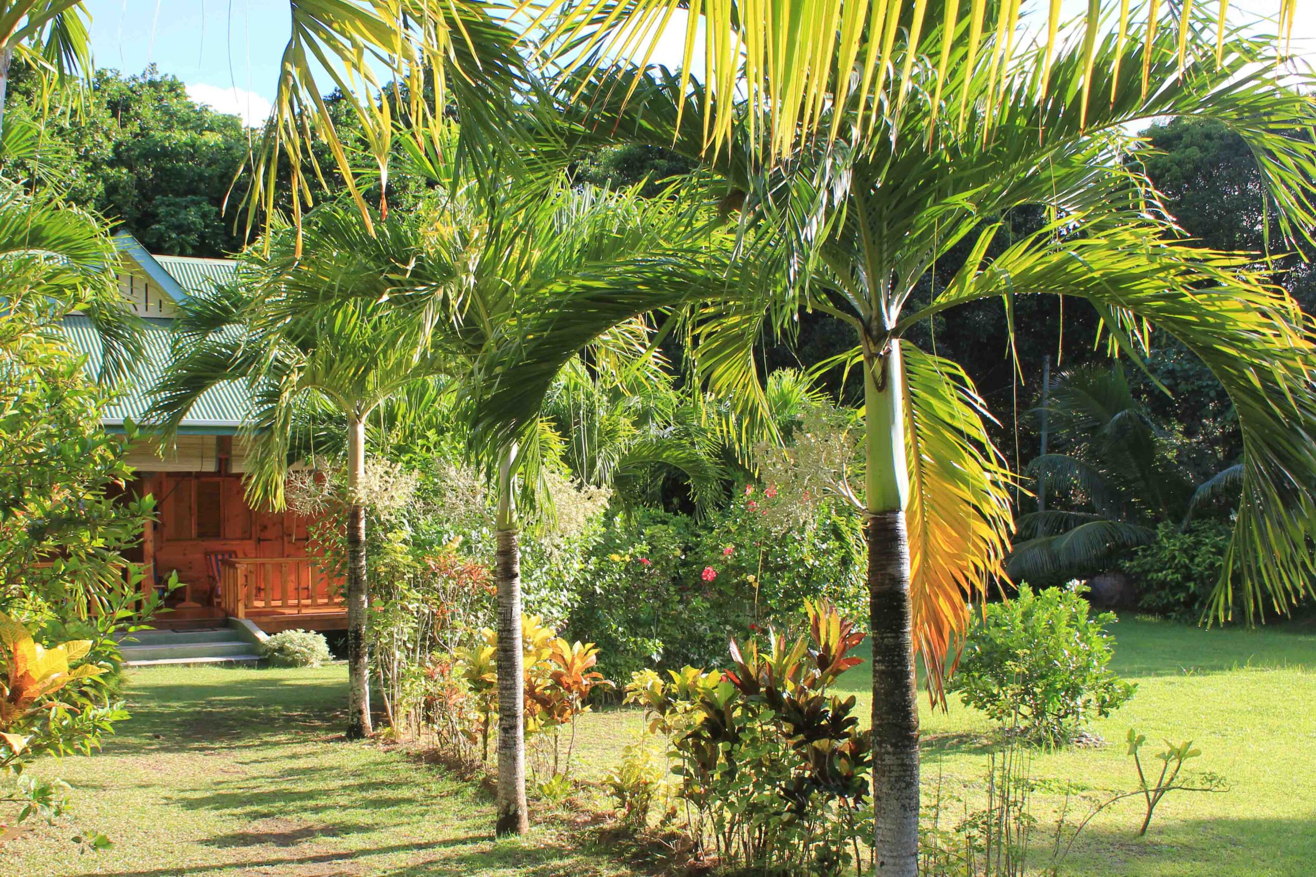 Chalet Kokoleo behind palm trees