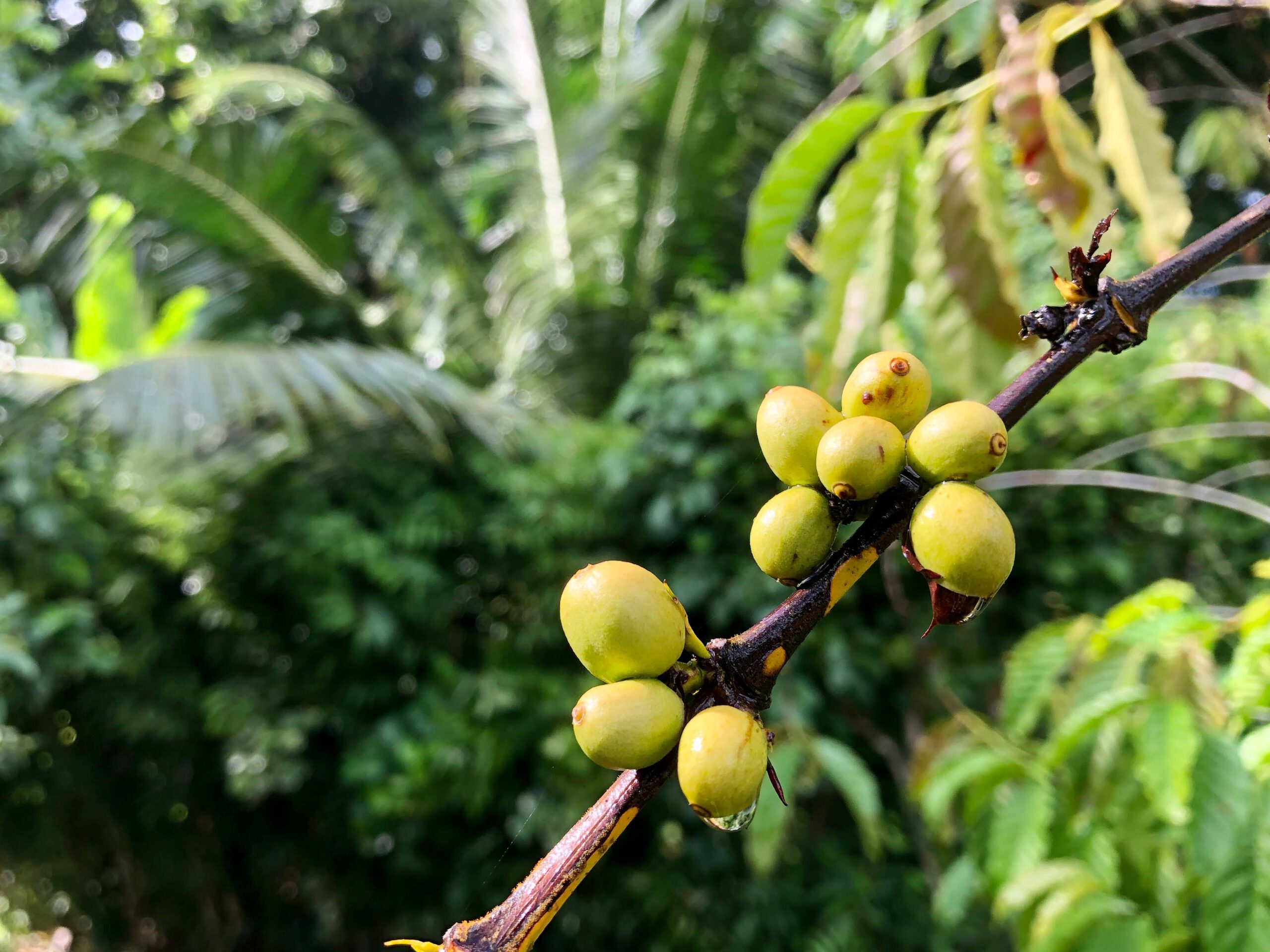Coffee grows in the garden