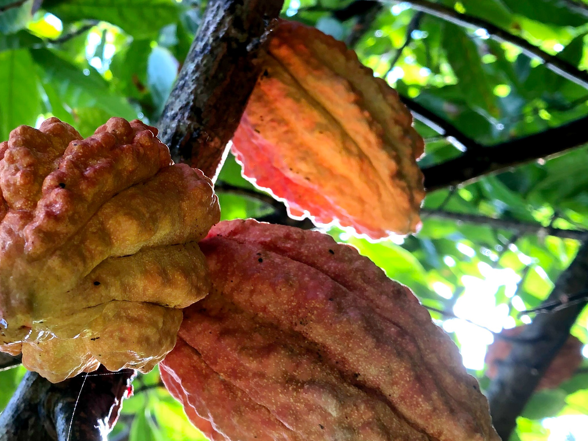 Cocoa grows in the garden
