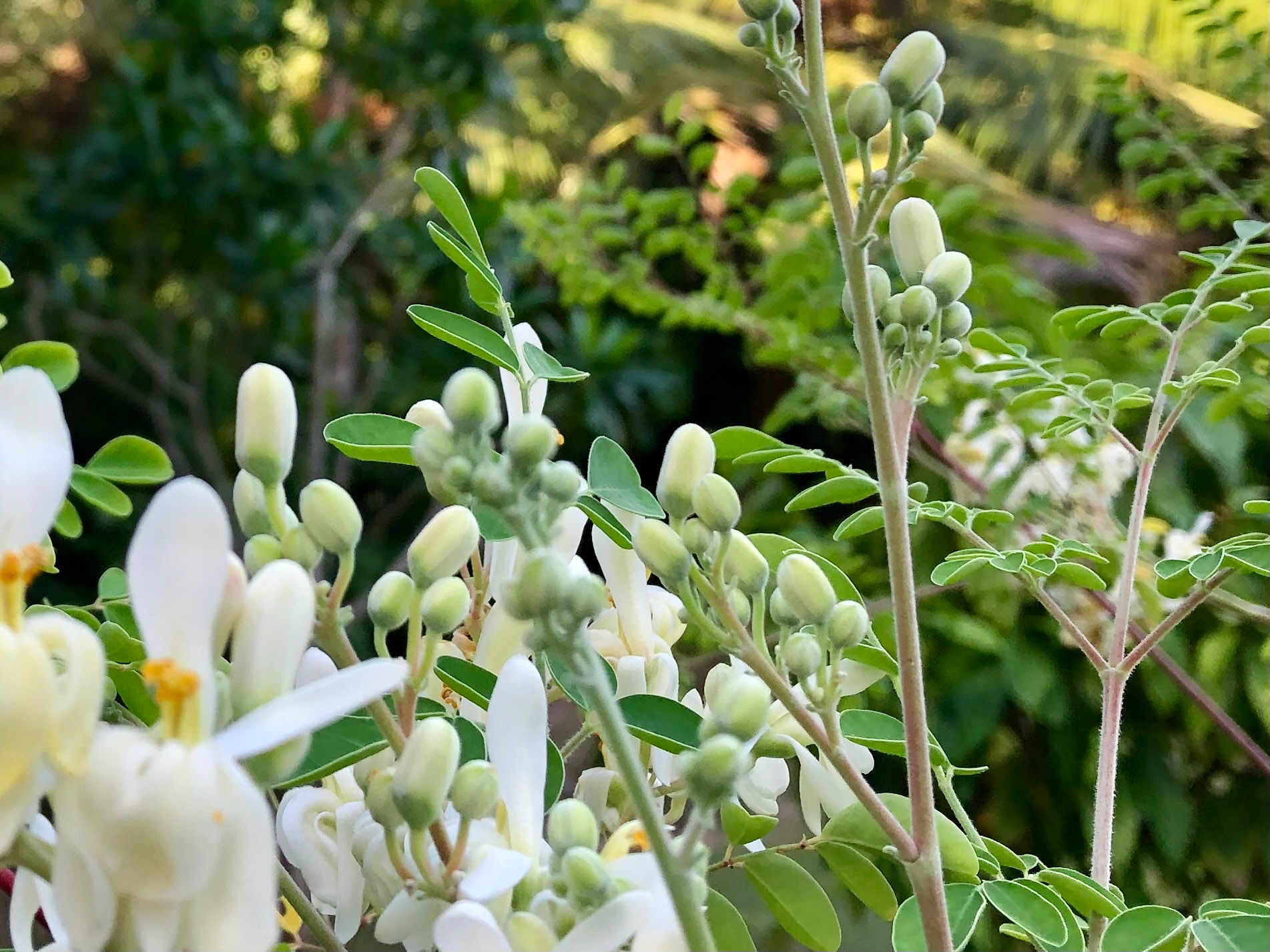 Moringa Blüten im Garten des Bois d'Amour