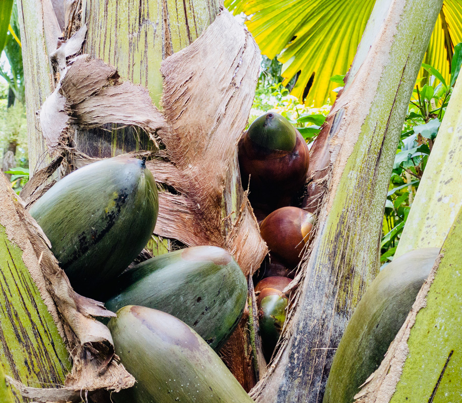 Auch die Seychellennuss, die Coco de Mer, wächst im Bois d'Amour Garten 